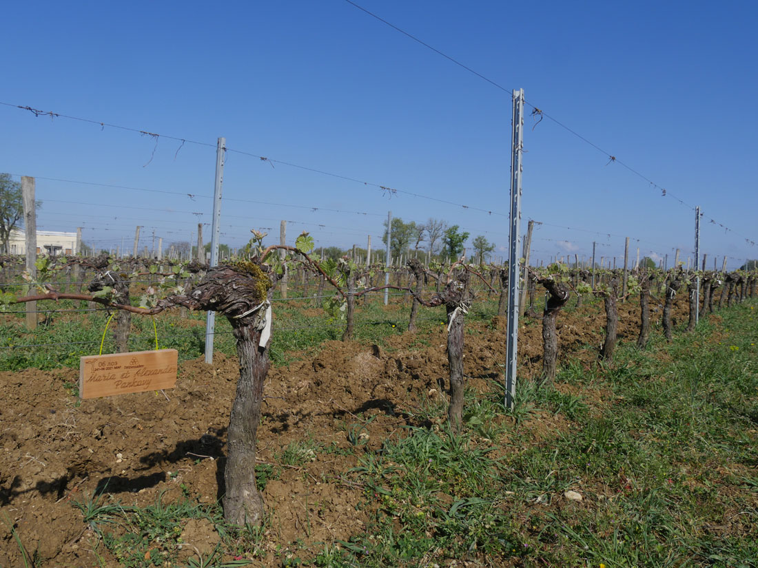 Виноградник на урожай